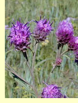 Соссюрея широколистная, белковка, или кисточка (Saussurеа latifolia Ledb.) Соссюрея широколистная, белковка, или кисточка (Saussurеа latifolia Ledb.)